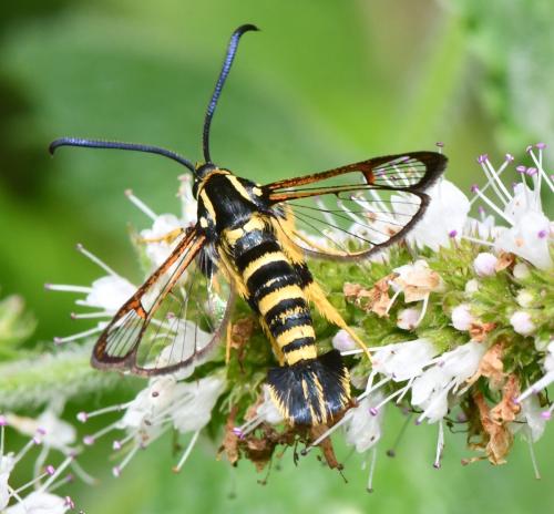 Réf. 348 170 : Synanthedon vespiformis